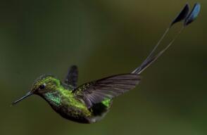 292155_Blu Radio. Colibri / Foto: AFP