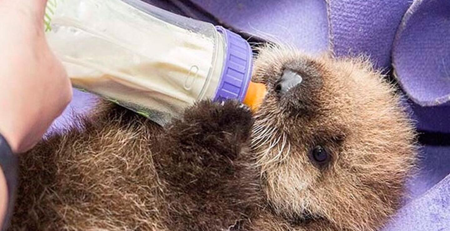 La dosis diaria de ternura. Una cría de nutria de mar de cinco semanas, que quedó huérfana, es alimentada en el Acuario Monterey Bay.
