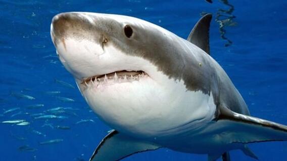 Twitter @Shark_Kaherine Twitter @Shark_Kaherine