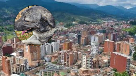 Loqui perrito víctima en Caldas, Antioquia 
