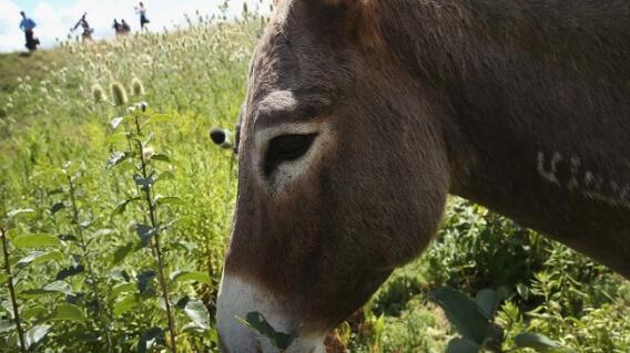 Burro mordió y arrastró a su dueño como un costal en reacción al maltrato que recibía Burro mordió y arrastró a su dueño como un costal en reacción al maltrato que recibía