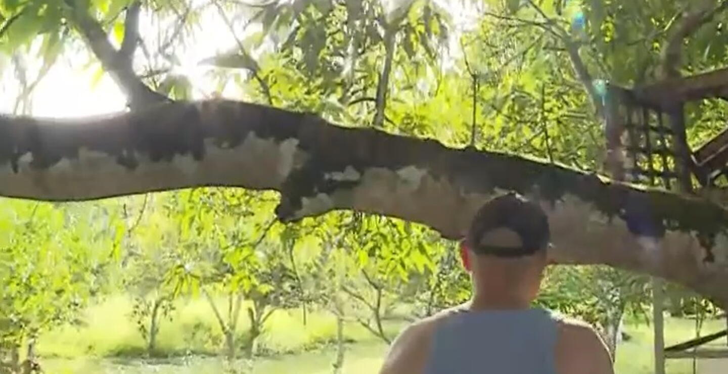 Tras las fuertes lluvias en Viotá, esta familia tuvo que treparse a un árbol