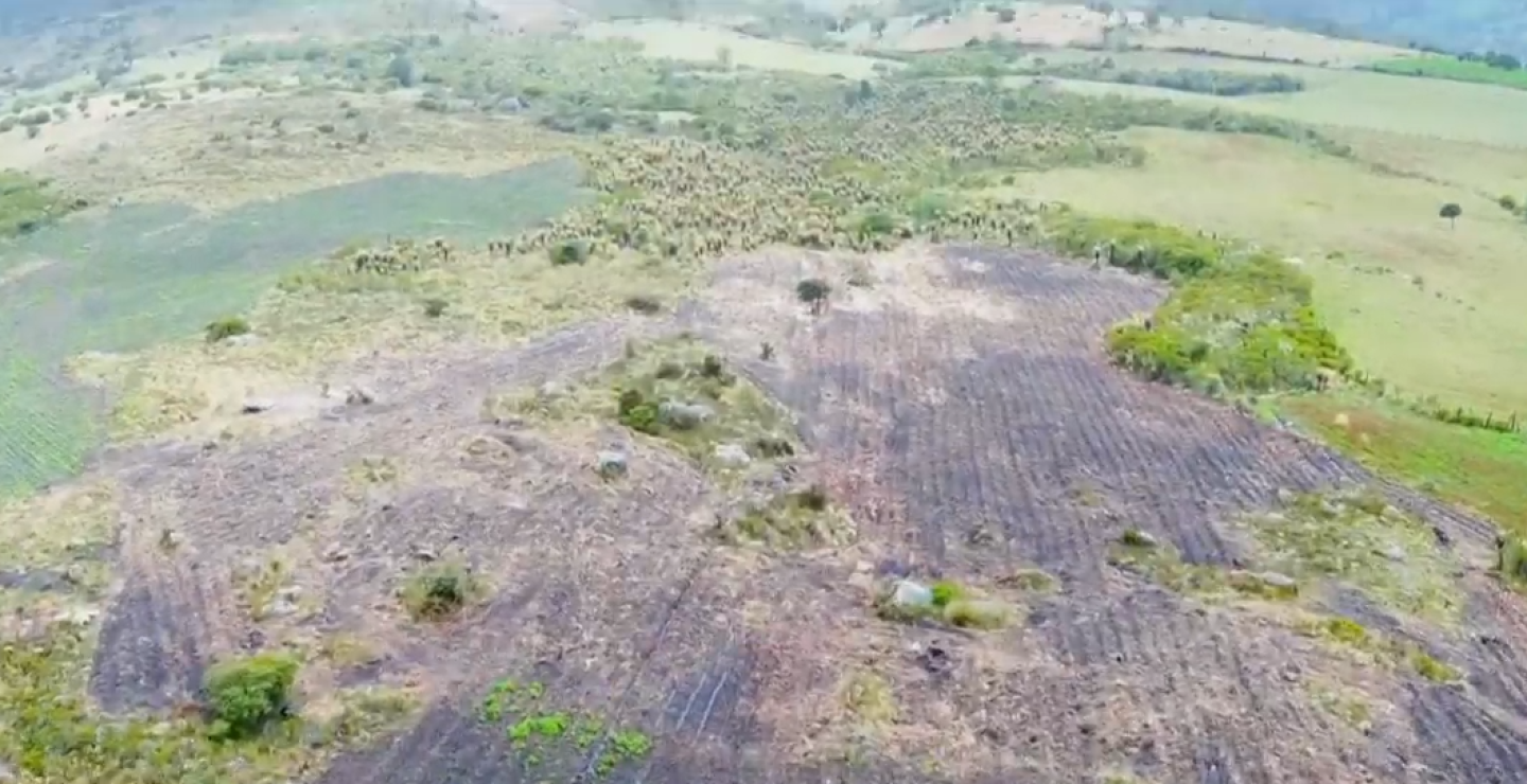 Cientos de frailejones fueron arrasados con tractor en parque Siscunsí