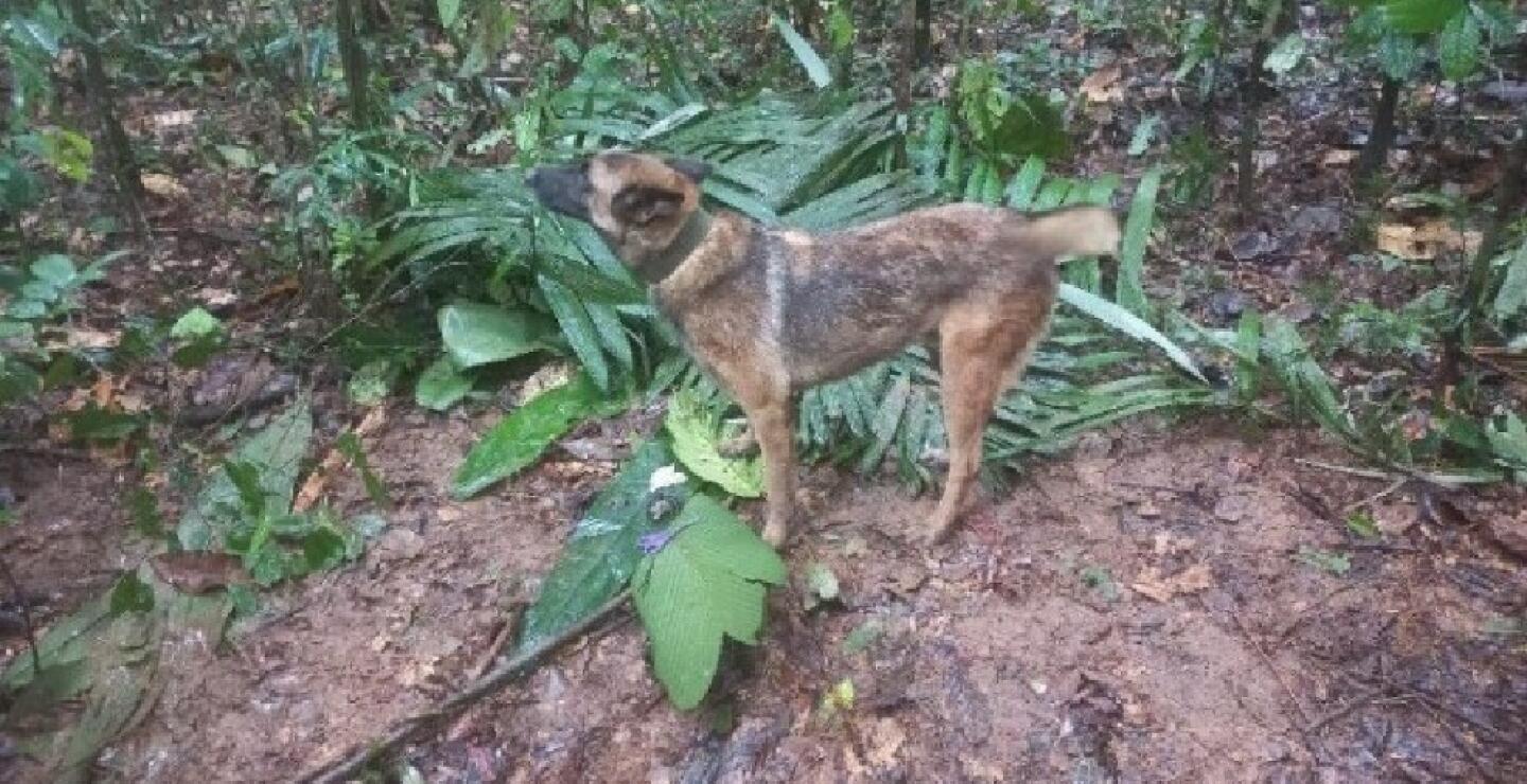 No aparece Wilson, perro cuyas huellas permitieron hallar a los niños en selva del Guaviare