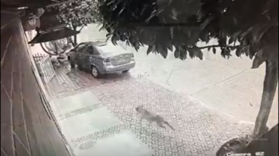 309576_Blu Radio / Ataque perros. Foto:Tomada de video