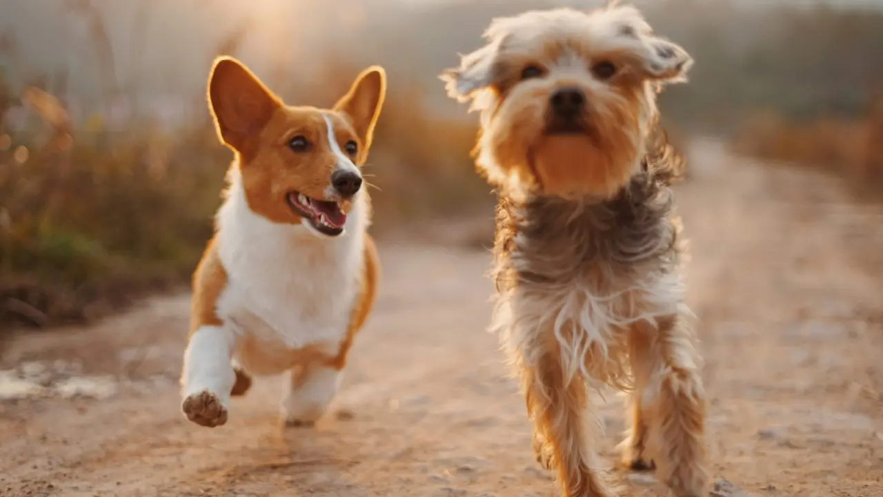 Perros grandes envejecen más rápido: un estudio apunta a genes saltarines del ADN