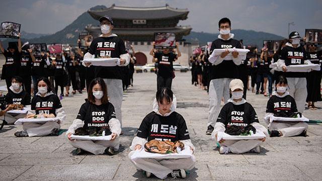 Con cadáveres de cachorros, animalistas marcharon contra consumo de carne de perro en Corea del Sur