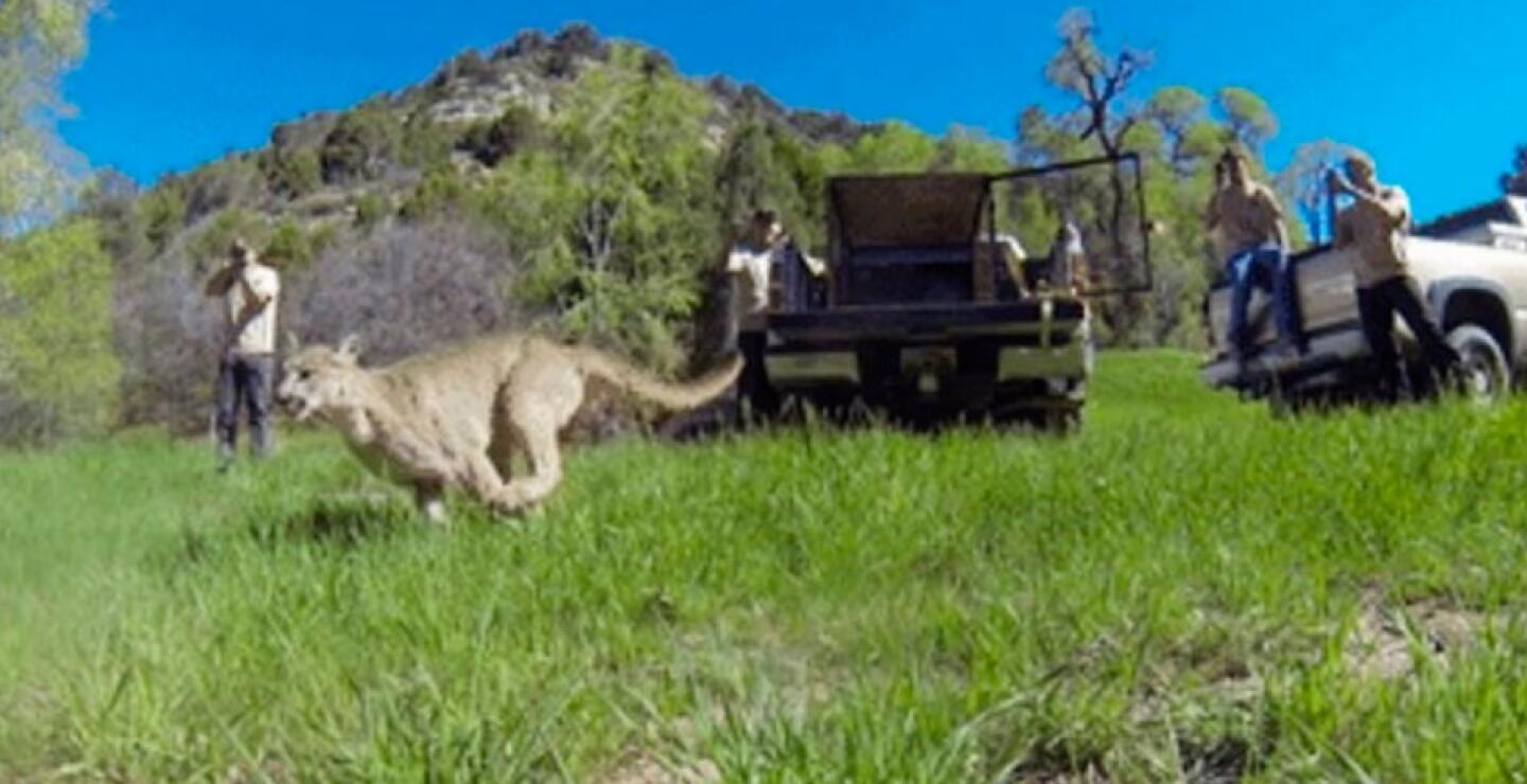 Finalmente, una vez recuperado fue liberado en su hábitat.