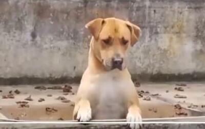 Perrita abandonada en una terraza en Bogotá