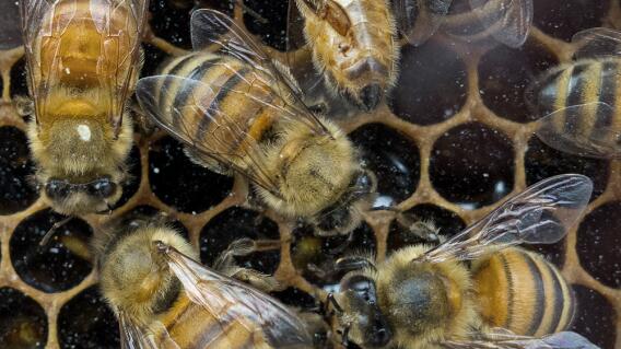 Abejas / Foto de referencia: AFP Abejas / Foto de referencia: AFP