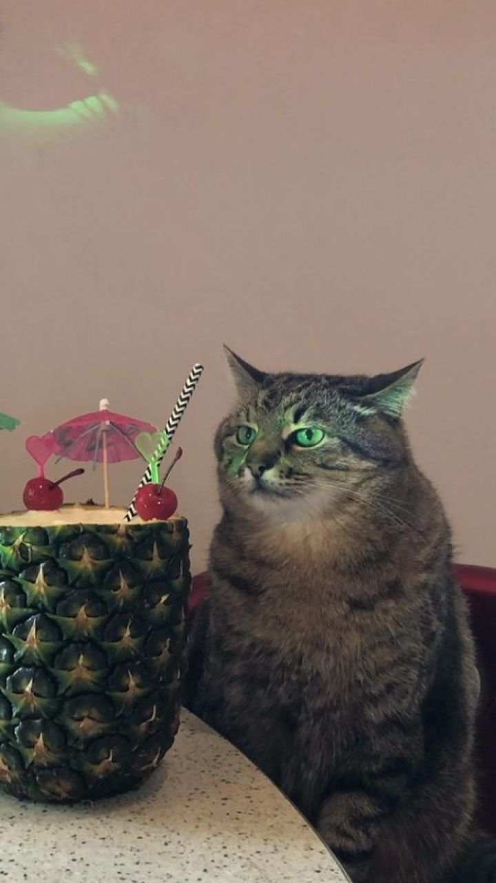Stepan, el gato que protagoniza memes virales, huye de Ucrania en brazos de su dueña