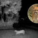 Puma es visto en La Calera