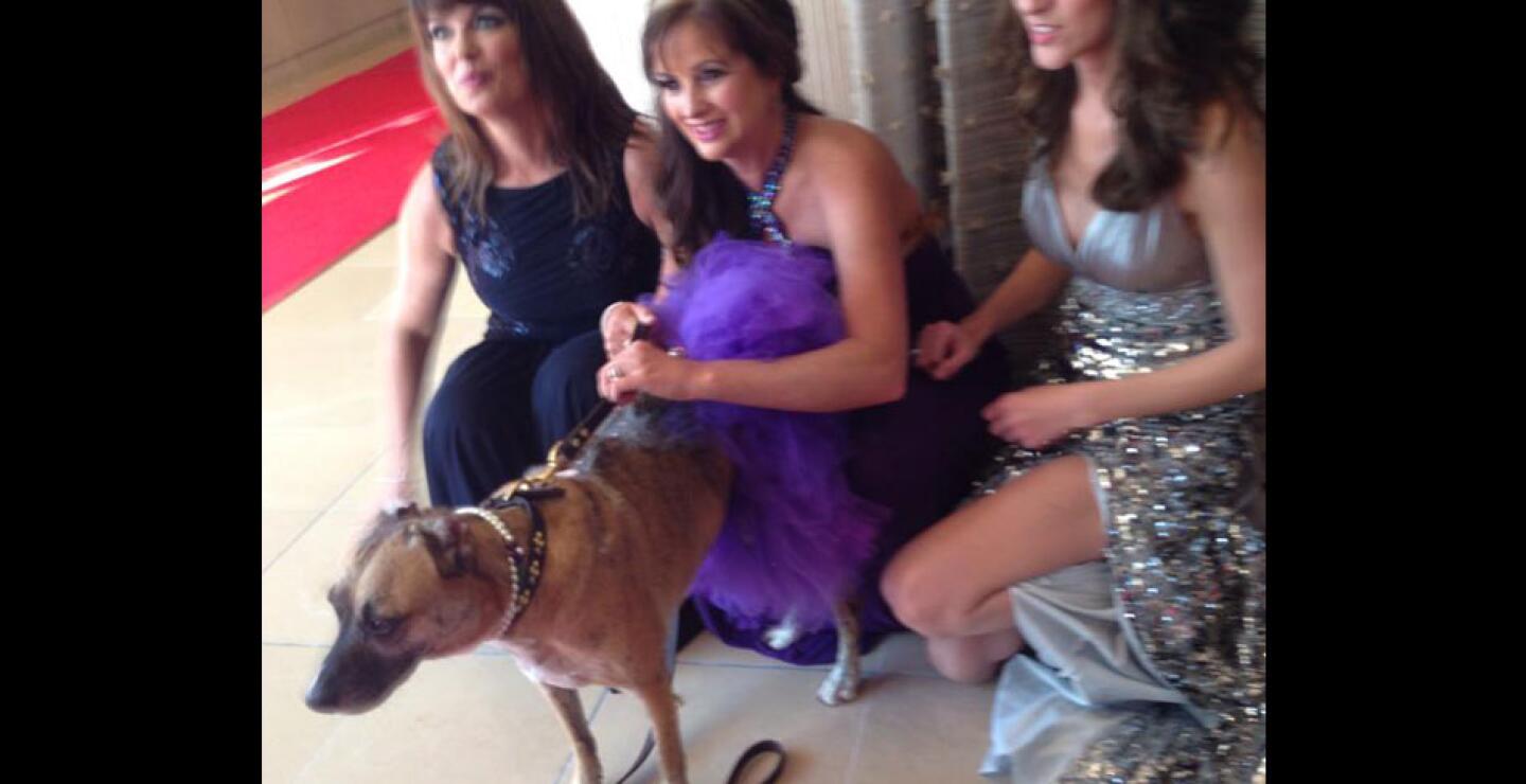 El caso de esta perrita se ha convertido en una película que pronto se estrenará en las salas de cine de todo el mundo. 