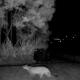 VIDEO | Puma fue visto en zona rural de La Calera y CAR activó protocolos: ¿qué hacer si ve uno?