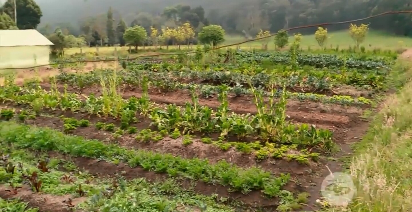 agroforestería.jpg