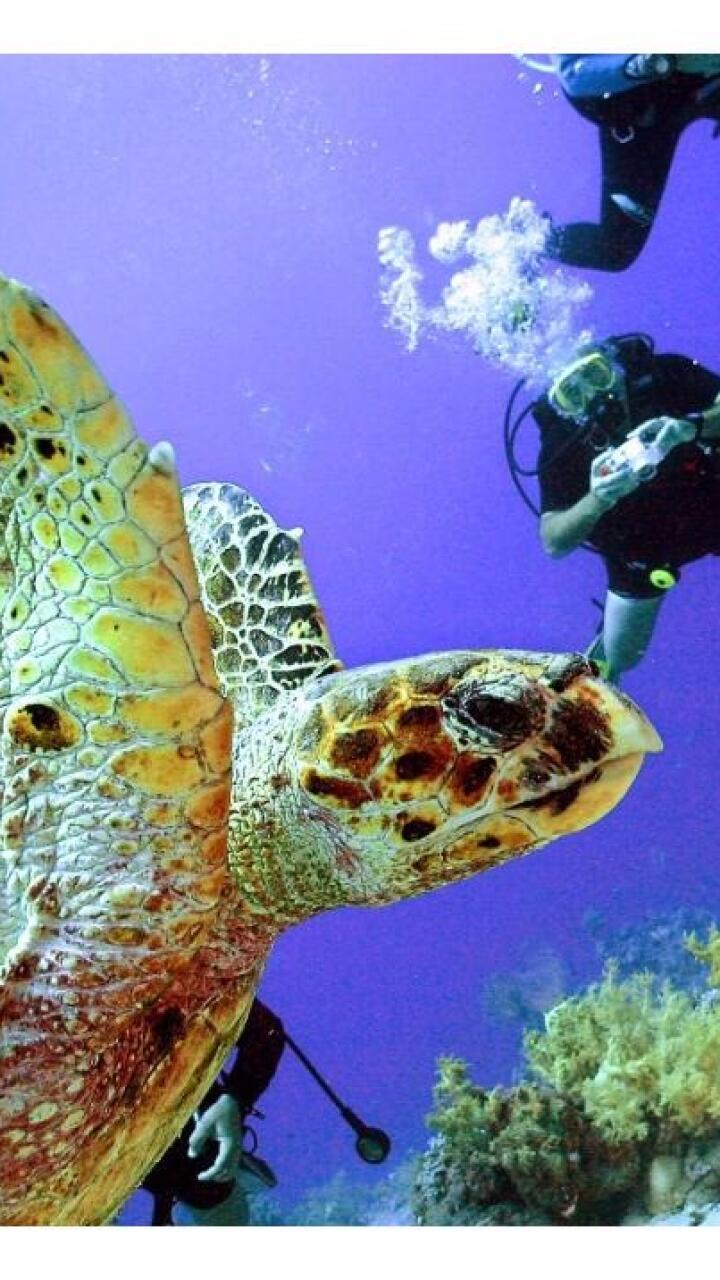 283895_Blu Radio. Buceo / Foto de referencia: AFP