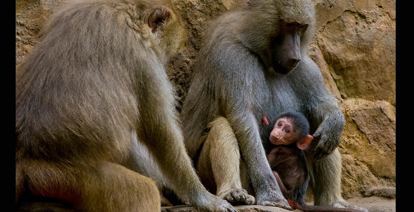 Una de las principales características de esta especie es el trasero rojo, el cual cumple una función muy importante como atractivo en época reproductiva.