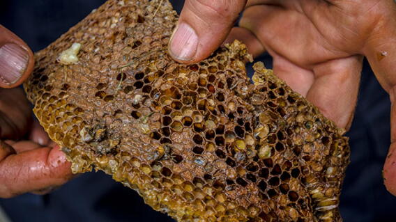abejas-3_0.jpg