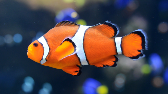 338451_BLU Radio // Pez payaso // AFP