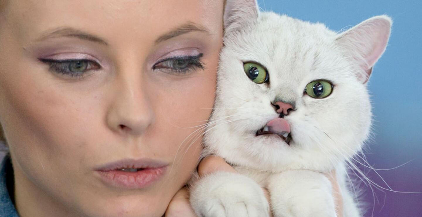 gato_0.jpg