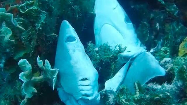 Estremecedor video deja al descubierto masacre de tiburones en Cartagena