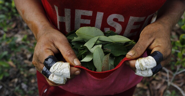 "Si no fuera por la hojita de coca no habría comida", dice Rúa, de 42 años, mientras extrae las hojas elipsoidales de los arbustos con sus manos abundantes en ampollas y callos causados por la fricción del vegetal.