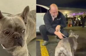Perro vivió una noche de terror en Bogotá luego de que se robaran carro en el que se encontraba