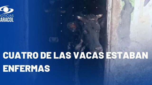 Insólito hallazgo en Bogotá: familia vive con 29 vacas en su casa Insólito hallazgo en Bogotá: familia vive con 29 vacas en su casa