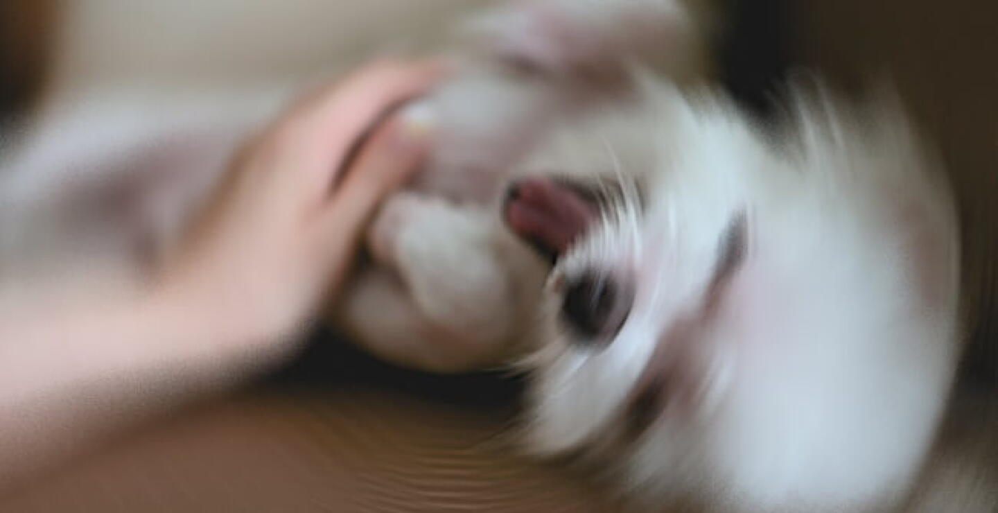 pets.jpg
