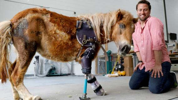 2804_La Kalle Hombre dedicó su vida a hacer protesis para animales - Foto - Video Cimacast 2804_La Kalle Hombre dedicó su vida a hacer protesis para animales - Foto - Video Cimacast