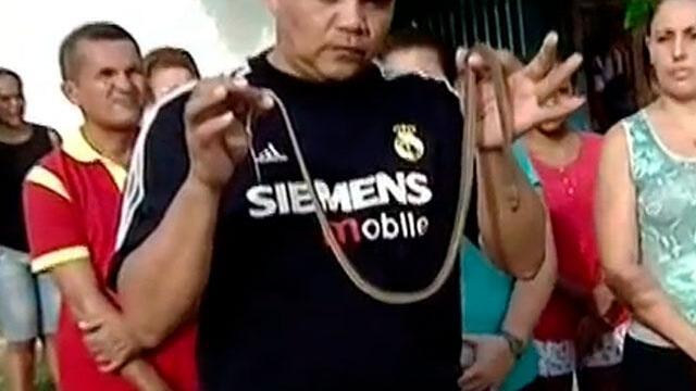 Barranquilleros, asustados por presencia de serpientes venenosas como la ‘raboseco’ Barranquilleros, asustados por presencia de serpientes venenosas como la ‘raboseco’