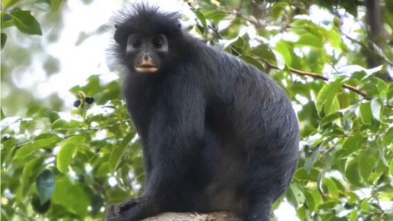 Así es el Likweli, la especie de mono recién descubierta en el Congo