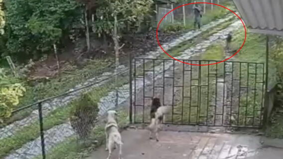 Por pelea de vecinos un hombre dispara contra un perro en Santander .jpg