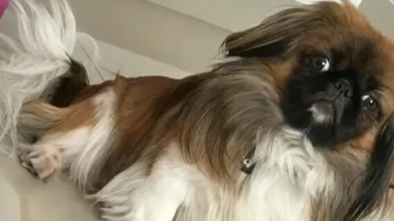 Supertransporte indaga caso de Maxi, perrito que murió tras ir en maletero de bus de Copetran Supertransporte indaga caso de Maxi, perrito que murió tras ir en maletero de bus de Copetran