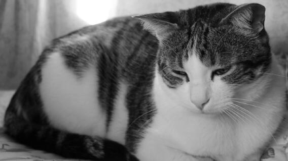 24738_Hombre lanzo a un gato desde sexto piso - Foto referencia Pixabay 24738_Hombre lanzo a un gato desde sexto piso - Foto referencia Pixabay