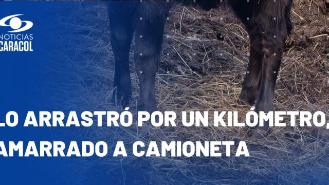 Funcionario de Cundinamarca, judicializado por aberrante maltrato a un ternero Funcionario de Cundinamarca, judicializado por aberrante maltrato a un ternero
