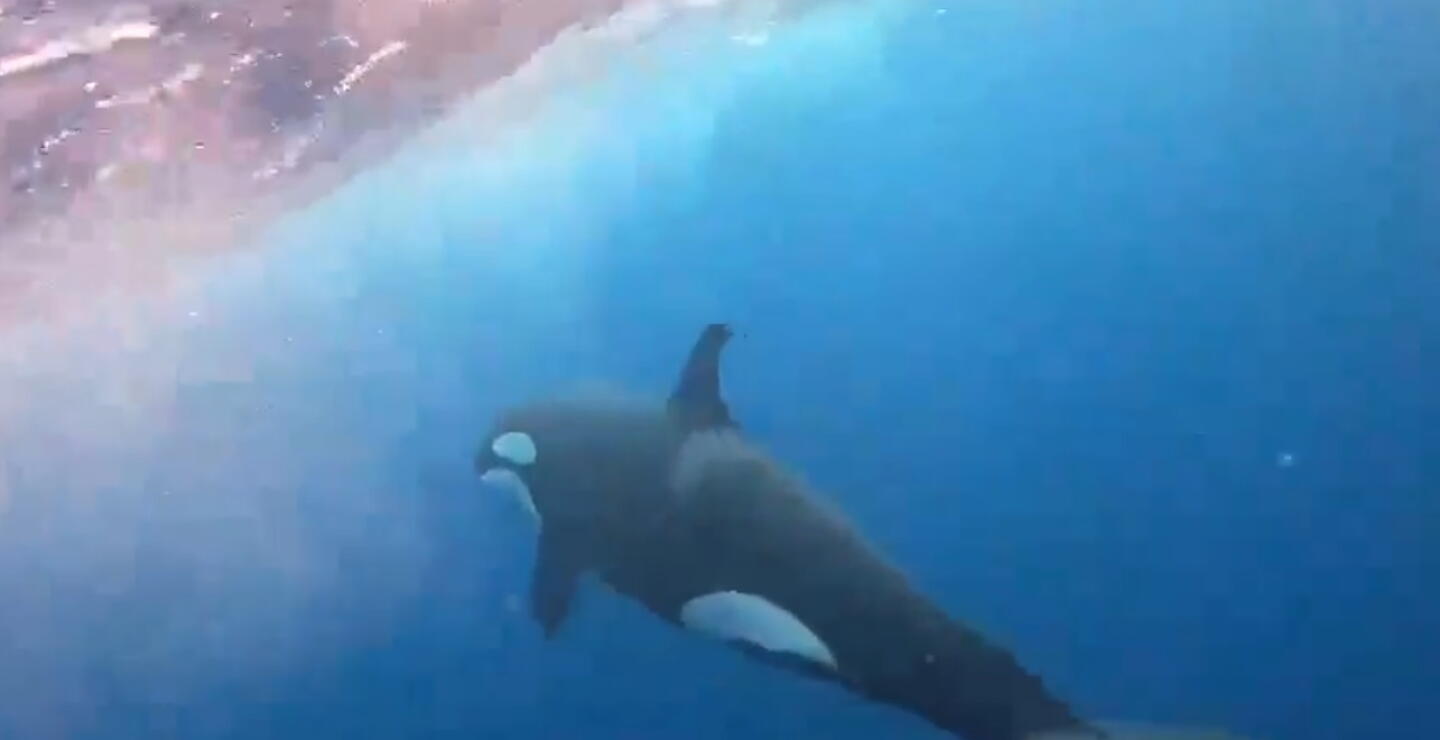 Dos orcas son avistadas, por primera vez, en el Santuario de Fauna y Flora Malpelo