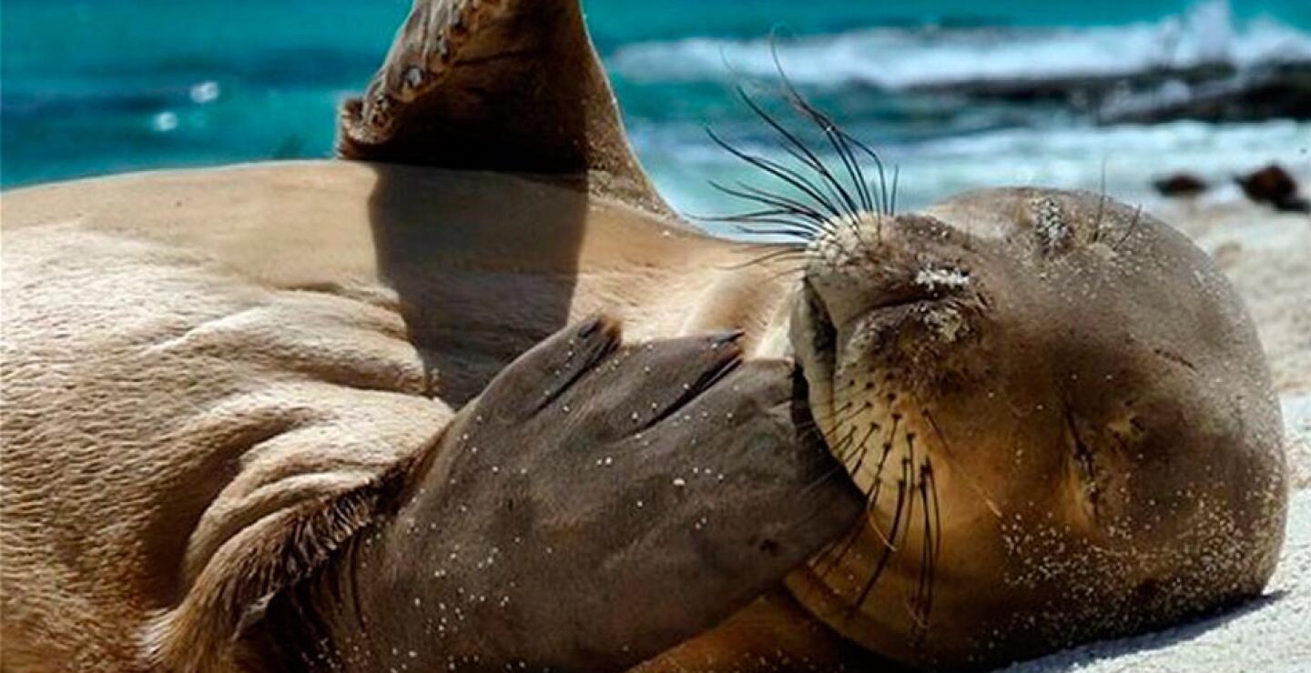 Una joven foca monje se rasca mientras descansa en una playa de Hawái.