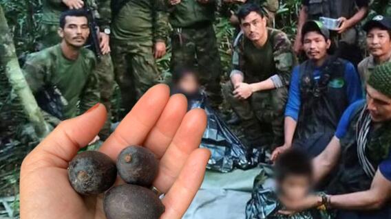 ¿Qué comieron los hermanos Mucutuy en la selva para sobrevivir? Informe lo revela