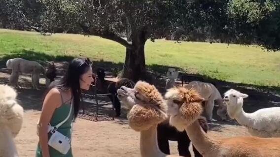 La reacción de la alpaca es bastante común al sentirse amenazada.