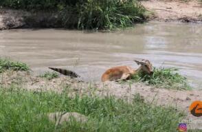 impala escapa de cocodrilo y se lo come un leopardo