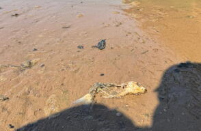 Mortandad de peces en Barrancabermeja enciende las alarmas de las autoridades.jpg