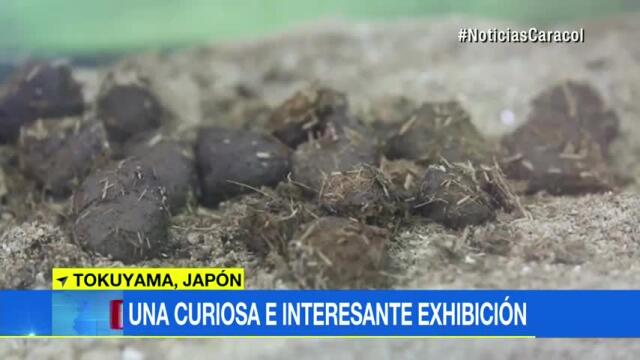Zoológico japonés inaugura ingeniosa muestra de popó de animales Zoológico japonés inaugura ingeniosa muestra de popó de animales