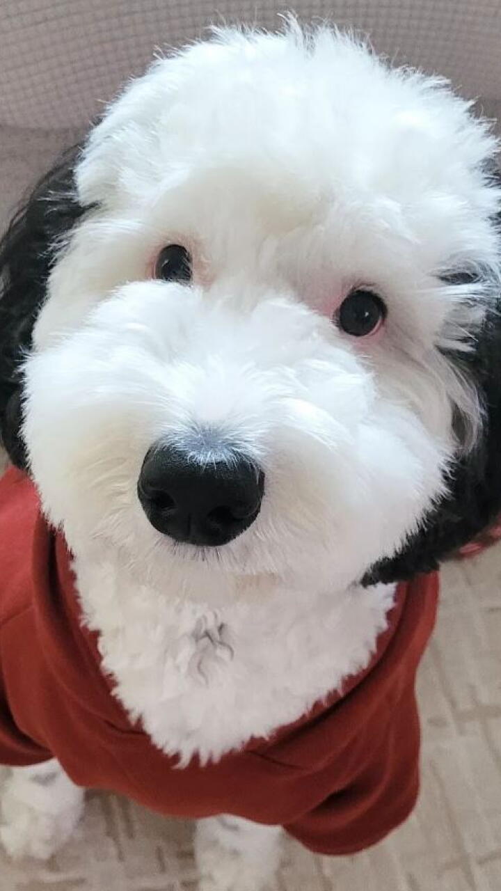 beagle que se parece a snoopy