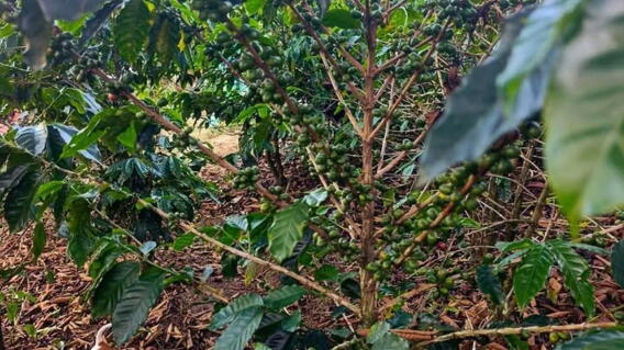 Fenómeno del niño afecta cosecha de café en Santander.jpg
