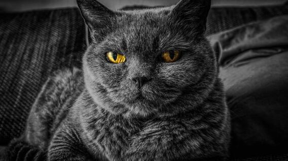 gatos_2.jpg