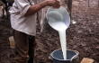 Leche recién sacada de la vaca en una finca lechera. 