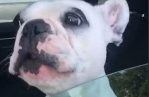 307947_Perro canta- Foto: captura video