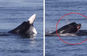 Impactante video de lobo marino comiéndose un tiburón azul: "la naturaleza no siempre es agradable"