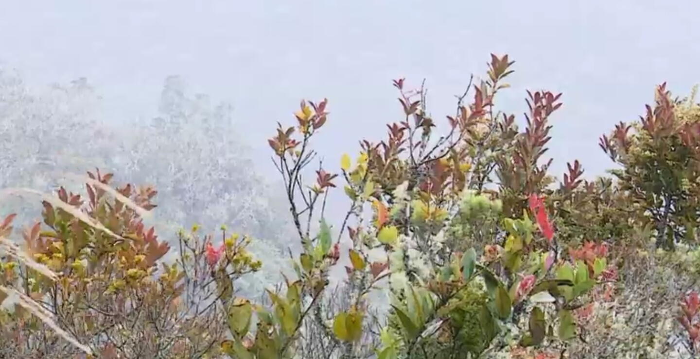 Reforestación del páramo de las Cuchillas busca restaurar ecosistema del río Bogotá